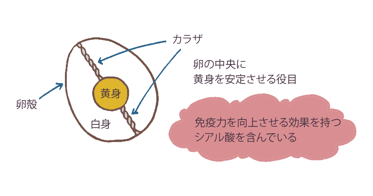 黄身についている白いひもはヒヨコを守る安全ベルト！