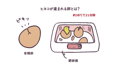 卵をあたためるとヒヨコが産まれるの？