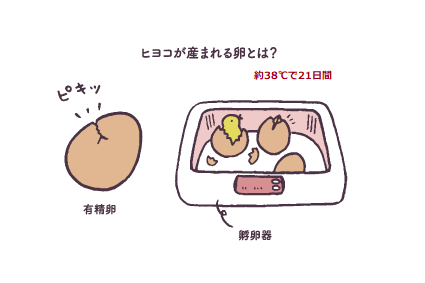 卵をあたためるとヒヨコが産まれるの？