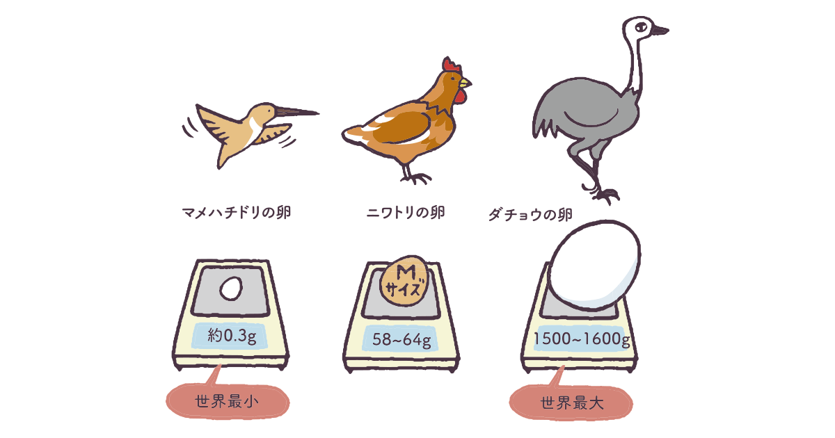 地球上で一番小さな卵は○○？！