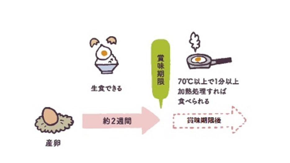 賞味期限を過ぎてしまった卵は食べてはいけないの？