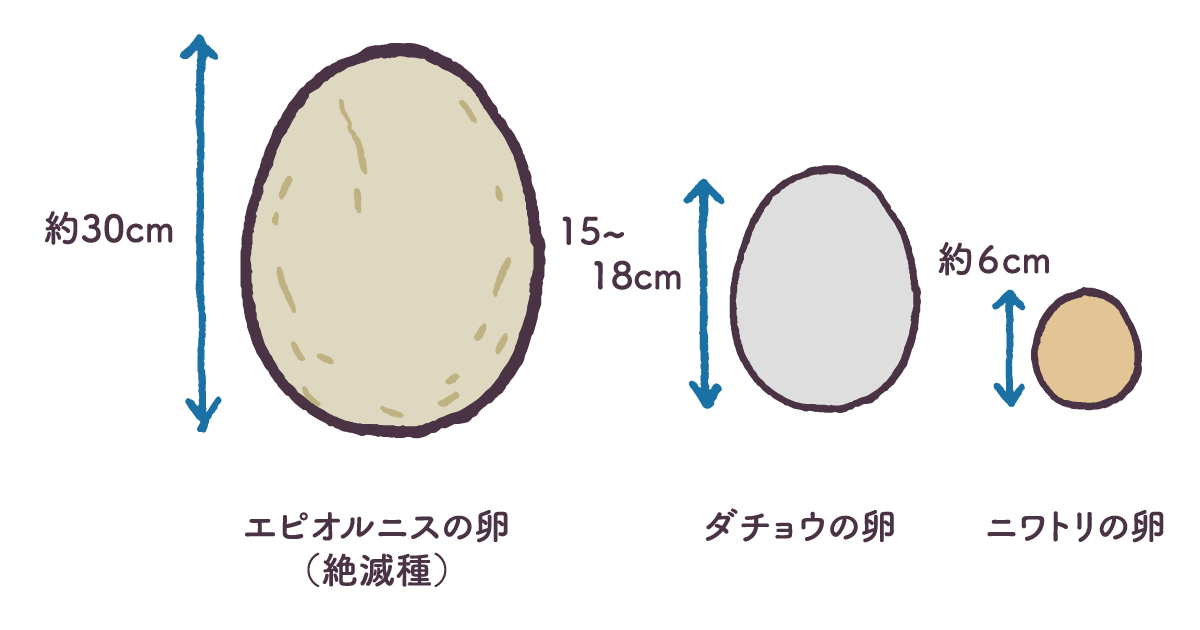 世界で一番大きな卵とは？